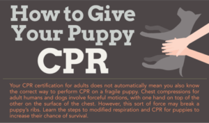 How To Give Your Puppy CPR – Infographic