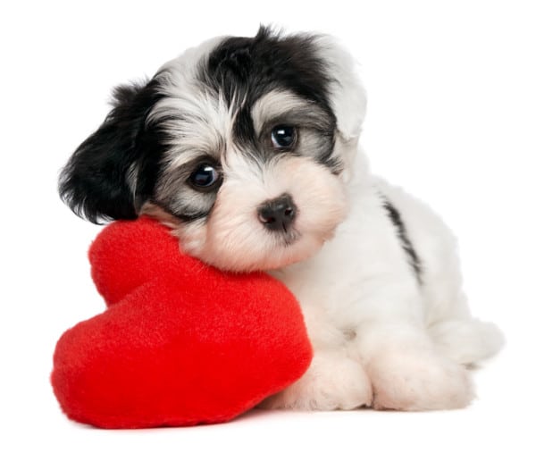 Credit: Dorottya Mathe, Shutterstock