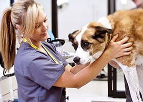 Veterinary Assistant examining a dog