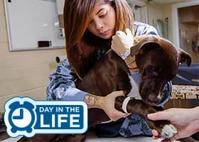 Veterinary Assistant holding chocolate labrador