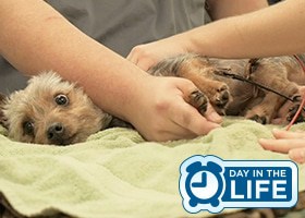 A Day in the Life of a Veterinary Technician