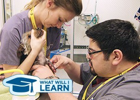 What Will I Learn: Veterinary Technology