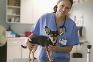 Skills You Need to Become a Veterinary Technician