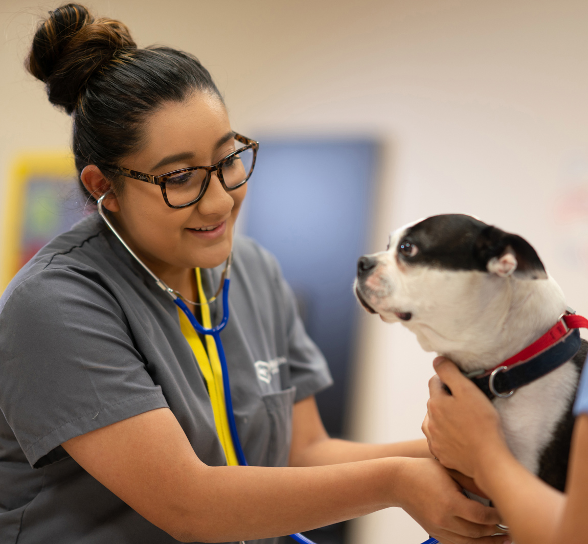 Carrington College veterinary technology student checking on dog patient