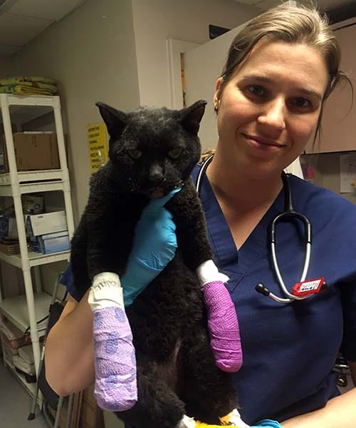 Carrington-College-Sacramento-Veterinary-Technology-Instructor-Flanagan-holding-cat-burned-in-Camp-Fire