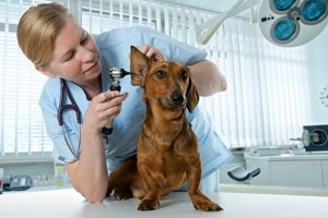 Help to keep dogs calm during their next visit to the vet.