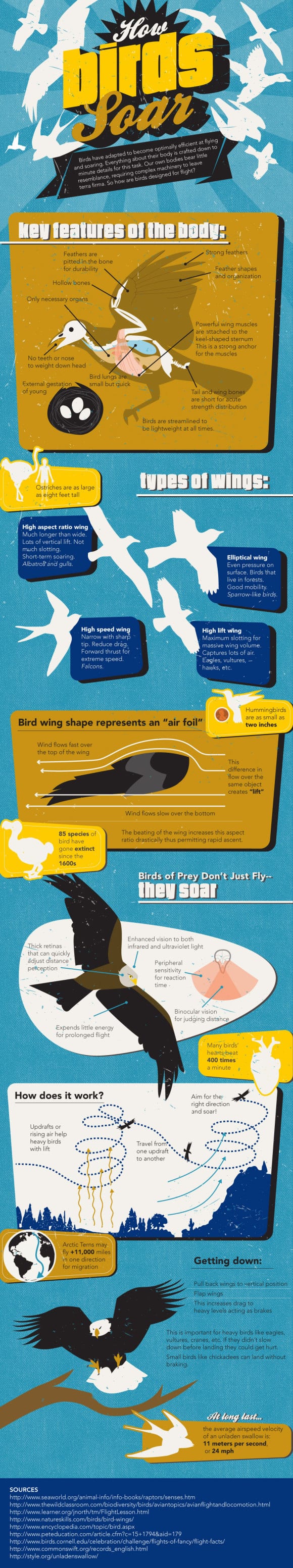 How Birds Soar