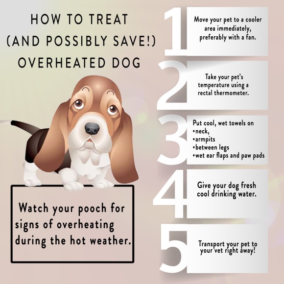 How to Treat Overheated Dogs
