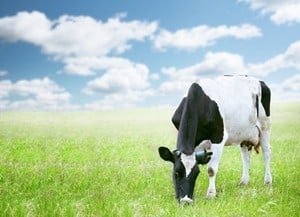 Make animals feel more relaxed with music. Make animals feel more relaxed with music.