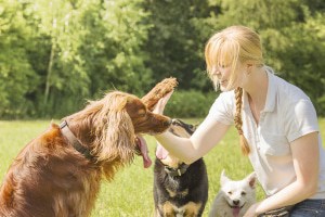 Animal trainer working with dogs
