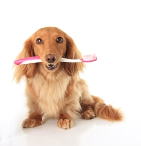 The demand for veterinary dental technicians is on the rise