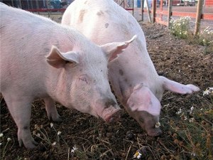 The FDA recently issued new guidelines on the use of antibiotics in livestock.