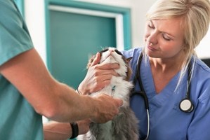 Vet techs affect the lives of animals in shelters