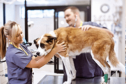 Veterinary Technician working with animal