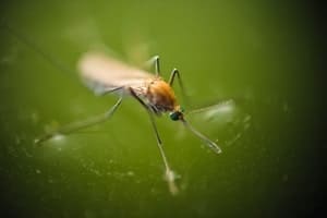 West Nile has become common in the US.