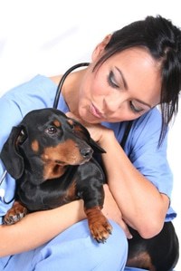You'll need to take the Veterinary Technician National Exam to become a certified vet tech.
