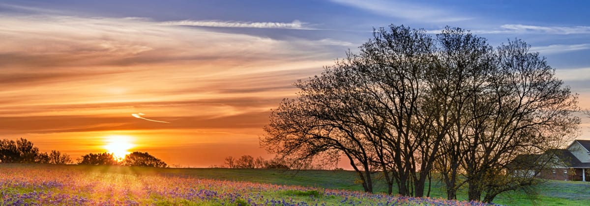 Sunset over an open field with flowers
