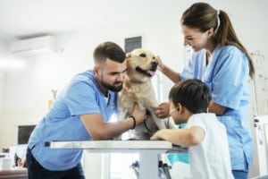 vet and vet assistant examining Labrador