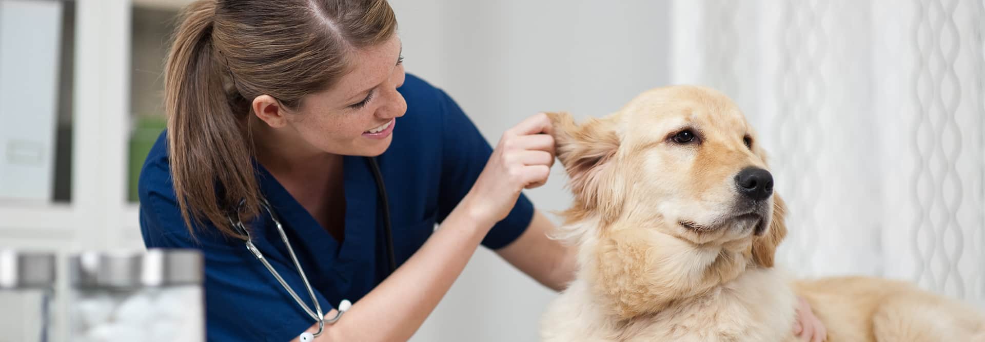 how-to-become-a-vet-assistant-career-guide