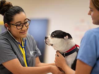 Skilled Veterinary Technicians are in High Demand Feature Image