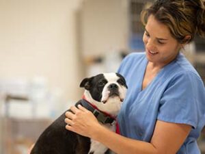How to Prepare for a Pet  Emergency Before You Have One: 4 Smart Strategies That Could Help Save the Life of an Animal You Love