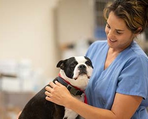 How to Prepare for a Pet Emergency Before You Have One 4 Smart Strategies That Could Help Save the Life of an Animal You Love