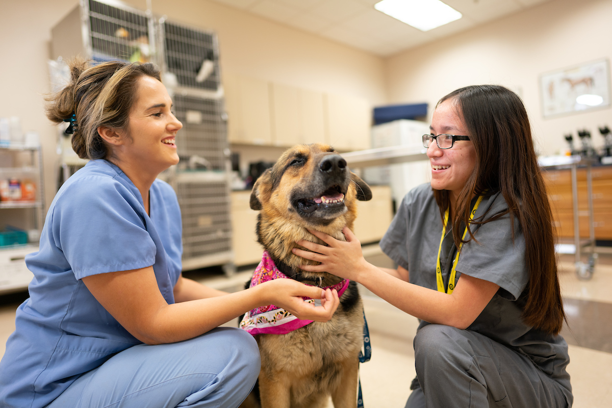 Does Wsu Have A Vet Tech Program