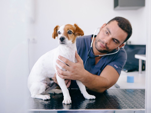 The Crucial Role of the Veterinary Assistant: Providing Compassionate Care And Maintaining a Smooth Workflow