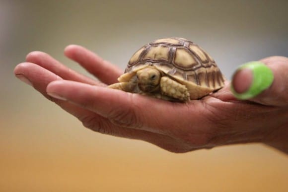 African Spur Thig tortoise