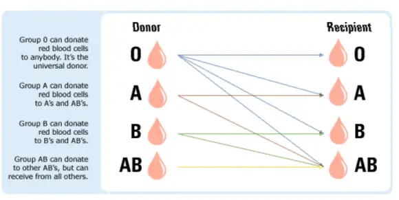 Donor to Recipient Chart Donor to Recipient Chart