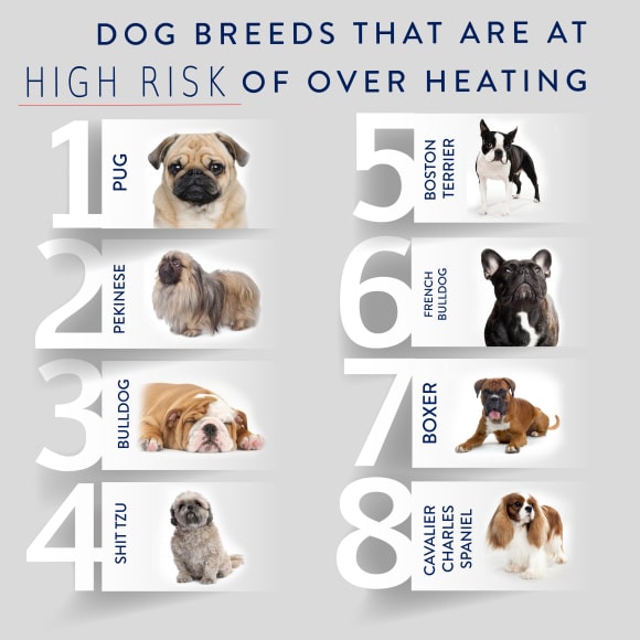 Top 10 Overheating Dog Breeds