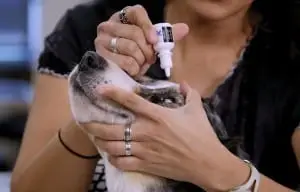 How To Dog Eyedrops How To Dog Eyedrops