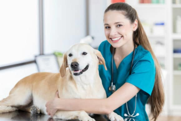  Must-Have Skills for a Veterinary Technician Position 