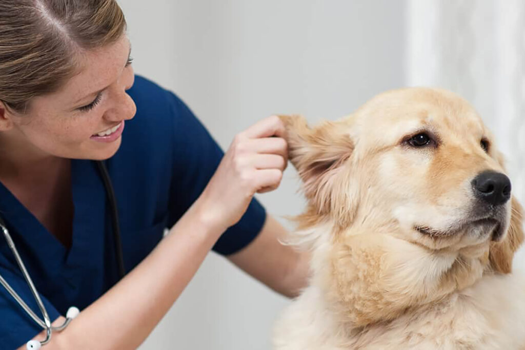 Veterinary Assistant Guide Featured