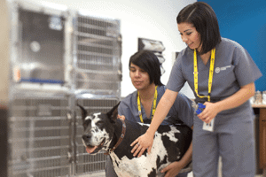 Veterinary Assisting