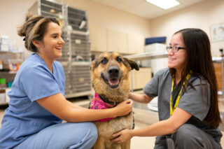 Veterinary Assistant vs. Veterinary Technician: What’s the Difference?